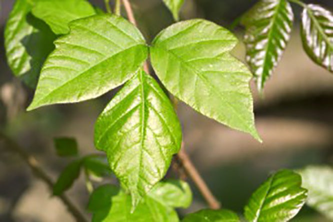 poison ivy treatment