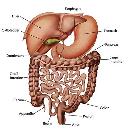 Diagram of the human digestive system
